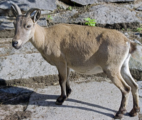 Markhor
