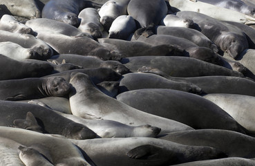 Fototapeta premium Elephant Seals, California Coast