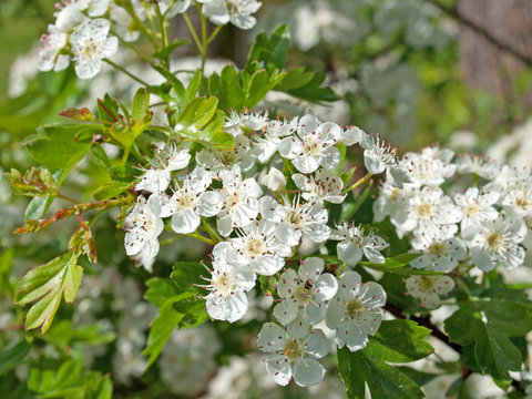 Wei&szlig;dorn - Crataegus