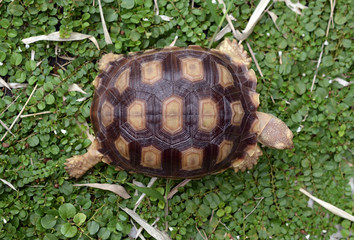 african spurred sulcata