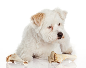 dog with bone isolated on white background
