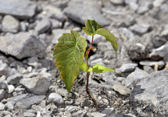Plant in Stone Desert