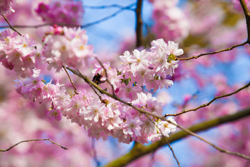 Sakura flowers