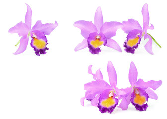 violet orchid isolated on white background