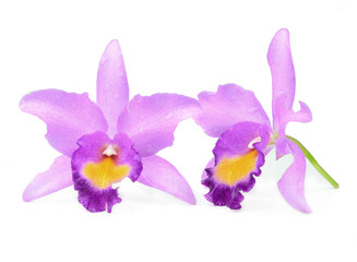 violet orchid isolated on white background