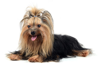 Dog yorkshire terrier isolated on white