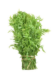 Vegetable fern