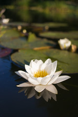 Lily in the water © Grzegorz Piaskowski
