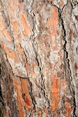 Old body of pine tree with ants