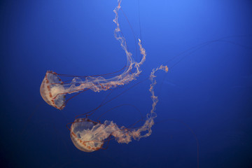 Jellyfish