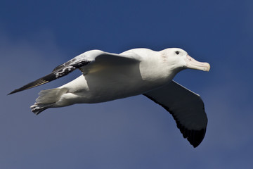 wandering albatross on a background of  sky