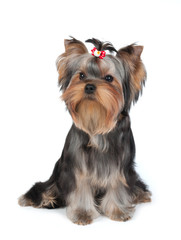 Puppy of the Yorkshire Terrier with hairpin