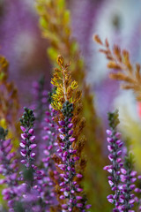 farbenfrohe Frühlingsblumen