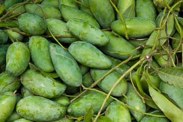 The mango fruit, green fruit.
