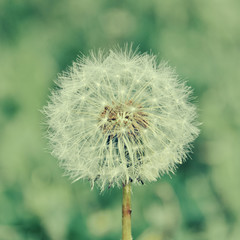 One dandelion