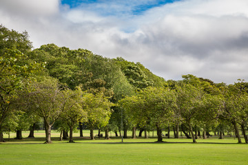 Green lawn plum trees at Meadows park, Edinburgh
