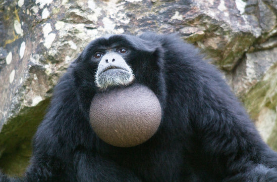 Singe Siamang - Symphalangus syndactylus - en gros plan