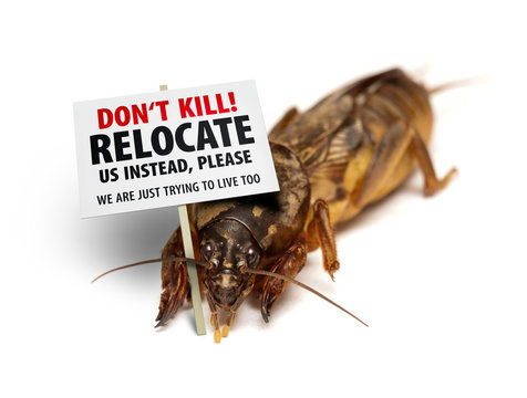 Mole Cricket Protesting Against Being Killed As Garden/lawn Pest