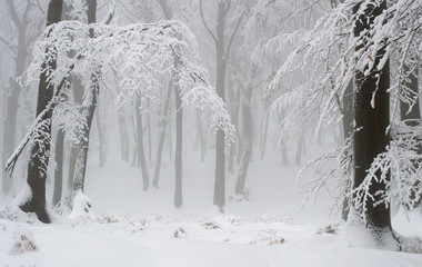 Winter forest