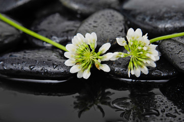 white flower and stones on wet background
