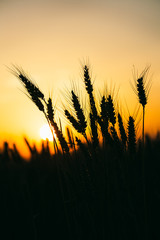 Sunset with wheat and trees