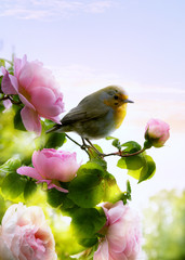 Fototapeta premium art beautiful rose in the park at morning