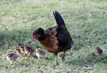 Hurricane Iniki Chickens