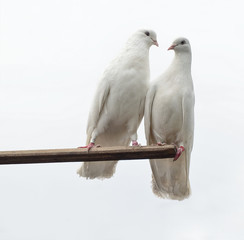 White doves