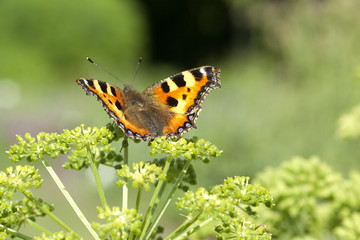 Kleiner; Fuchs; Aglais; urticae; Schmetterling; Engelwurz