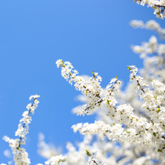apple tree with many flowers