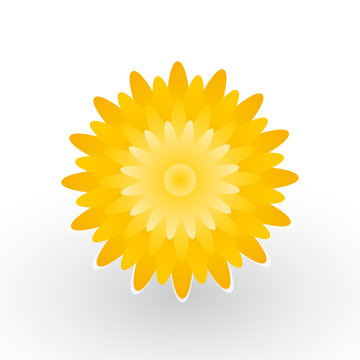 yellow flower of dandelion