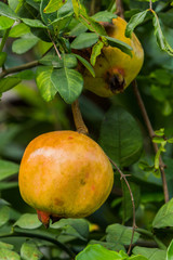 Colorful Pomegranate Fruit.