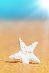 Fototapeta na wymiar Seashell in the sand and sea