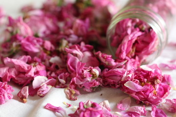 a rose is a tea-house, flowers, petals