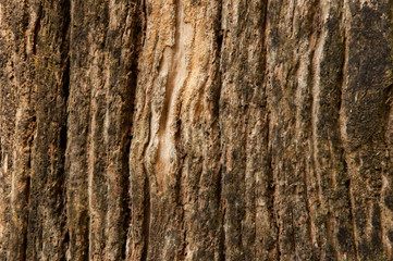 old wooden textured