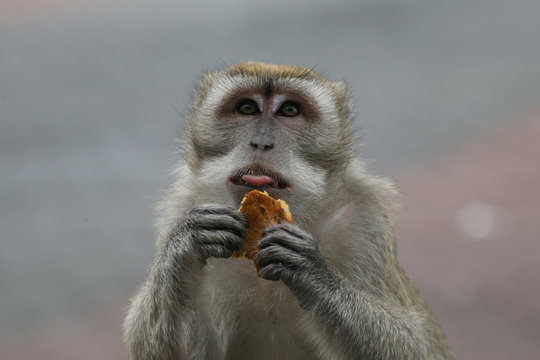 kleiner makake Affe beim Fressen