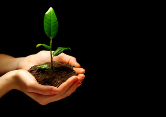 plant