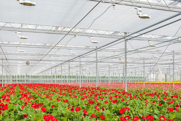 Blooming red gerberas in a Dutch greenhouse