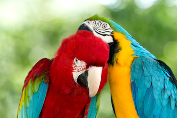 parrots