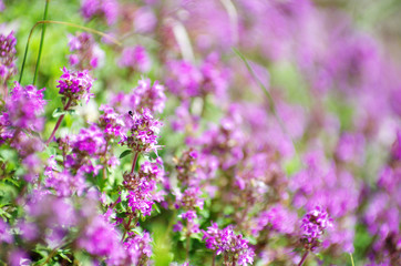 Obraz premium spring flower