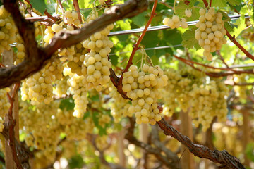 Uva - Grapes