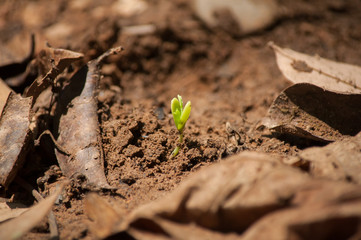 growing tree from seed in forest