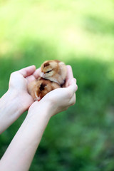 Hands holding little cute chicken isolated on white