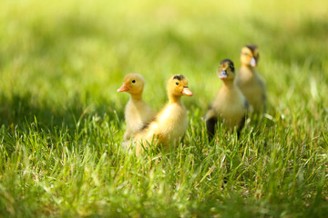 Little cute ducklings on green grass, outdoors