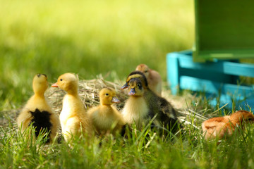 Little cute ducklings on green grass, outdoors