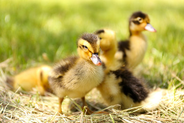Little cute ducklings on hay, outdoors