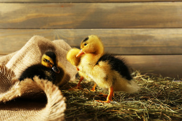 Little cute duckling in barn