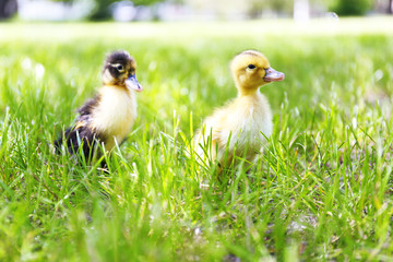 Little cute ducklings on green grass, outdoors