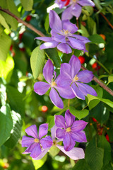 Spring purple flowers, outdoors