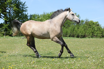Nice grey horse running on pasturage